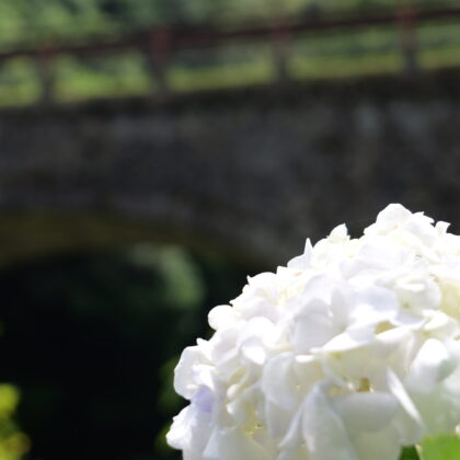 石橋と白色が綺麗な紫陽花の縦写真