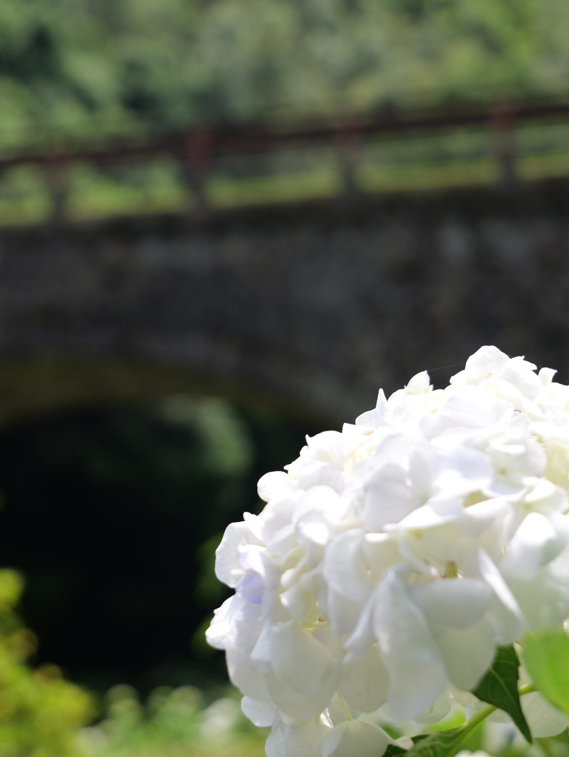 石橋と白色が綺麗な紫陽花の縦写真