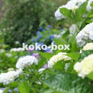 白色や紫色や青色など様々な綺麗な紫陽花のグループの縦写真