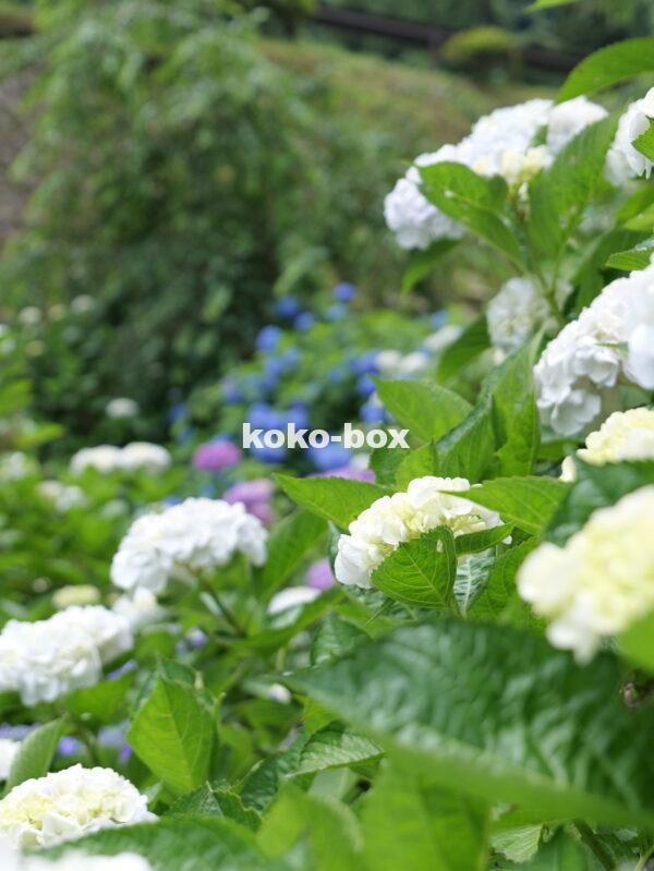 白色や紫色や青色など様々な綺麗な紫陽花のグループの縦写真