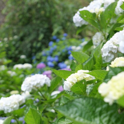 白色や紫色や青色など様々な綺麗な紫陽花のグループの縦写真