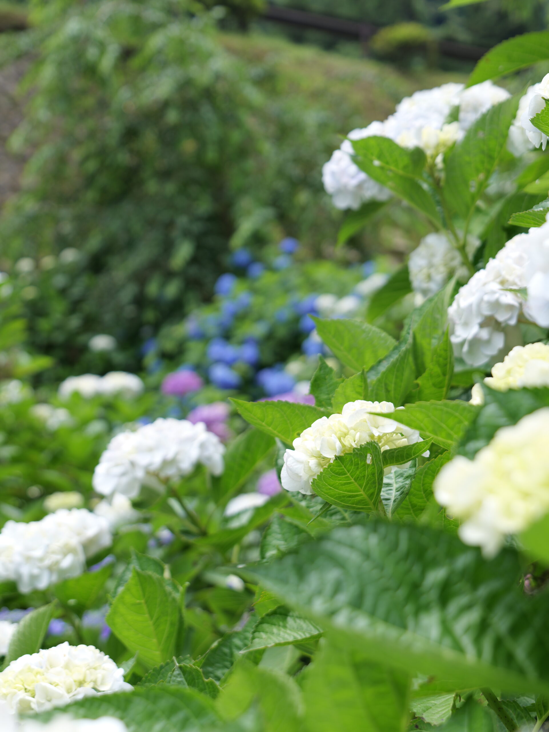 白色や紫色や青色など様々な綺麗な紫陽花のグループの縦写真