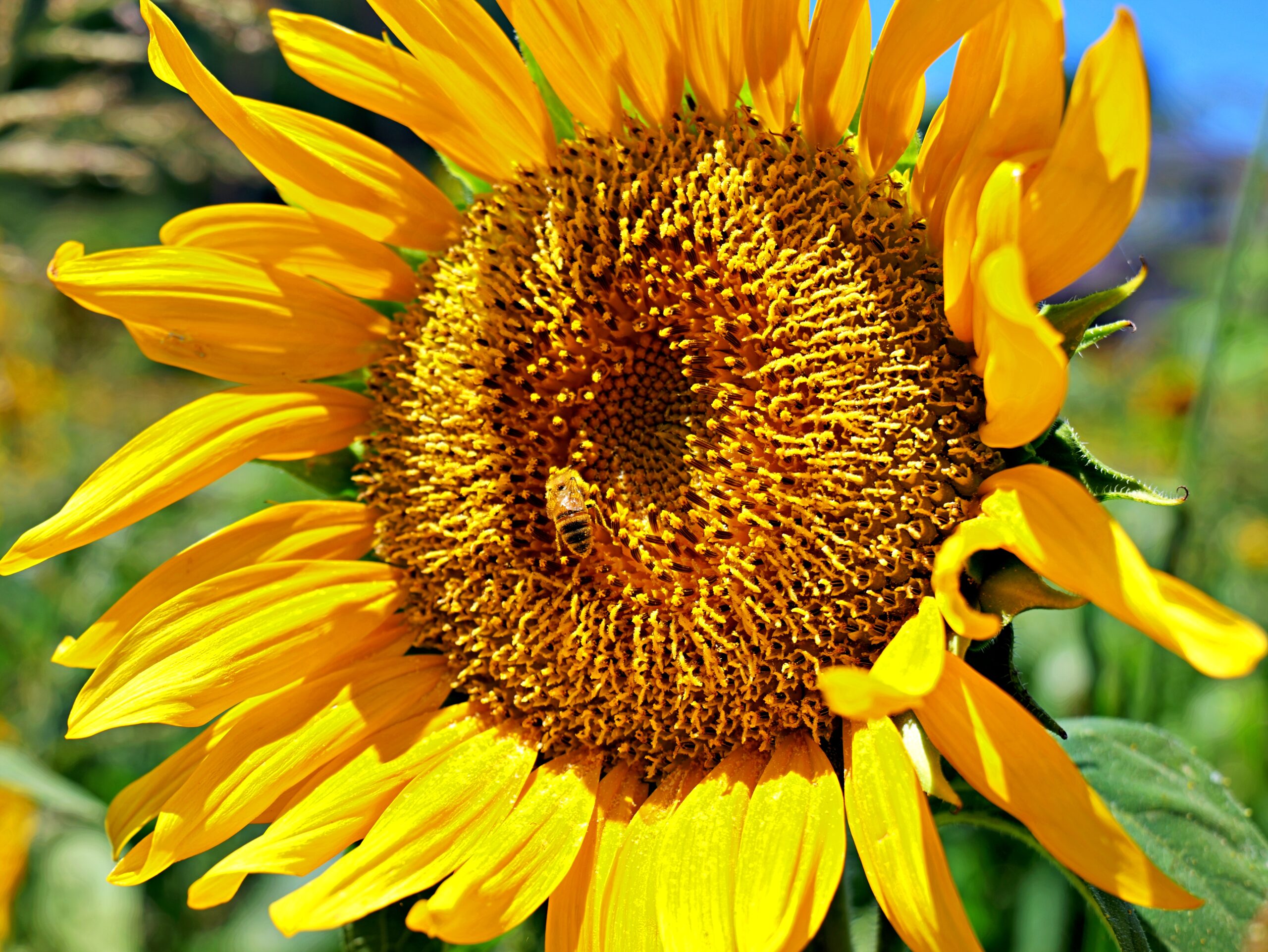 ひまわりのアップとミツバチのコラボレーションの写真