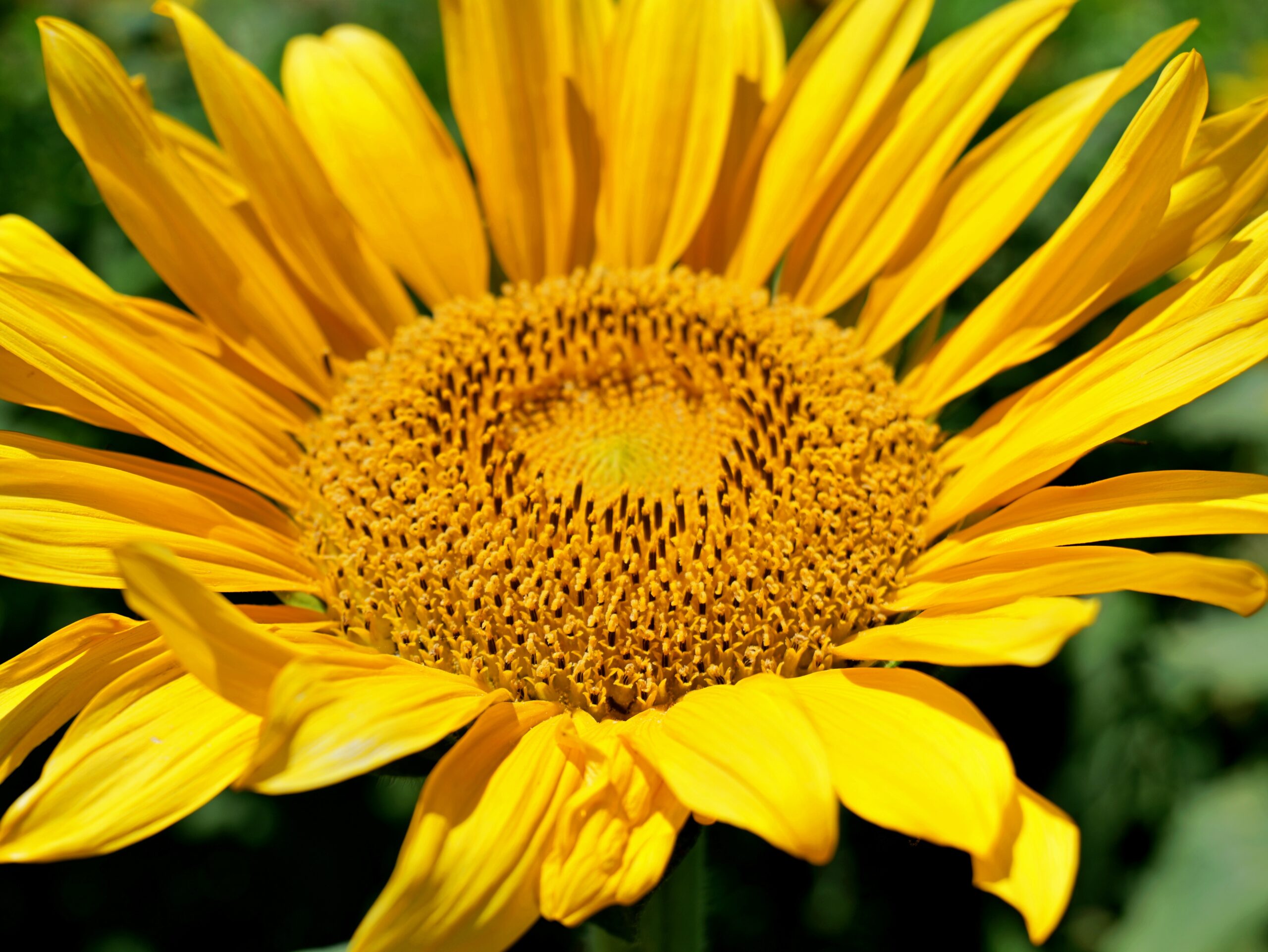 一輪のひまわりの上向きのアップの写真