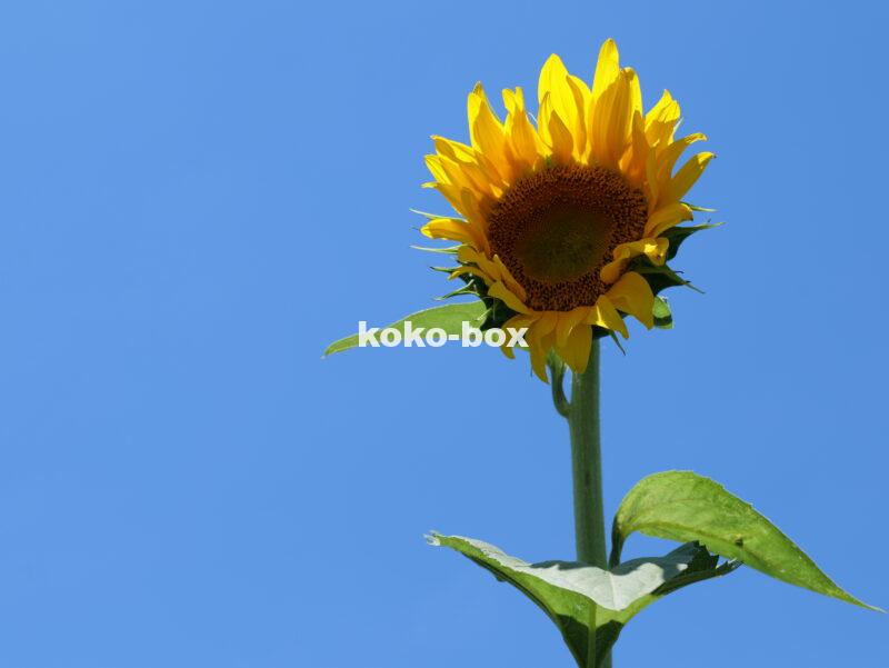 一輪のひまわりと青空の写真