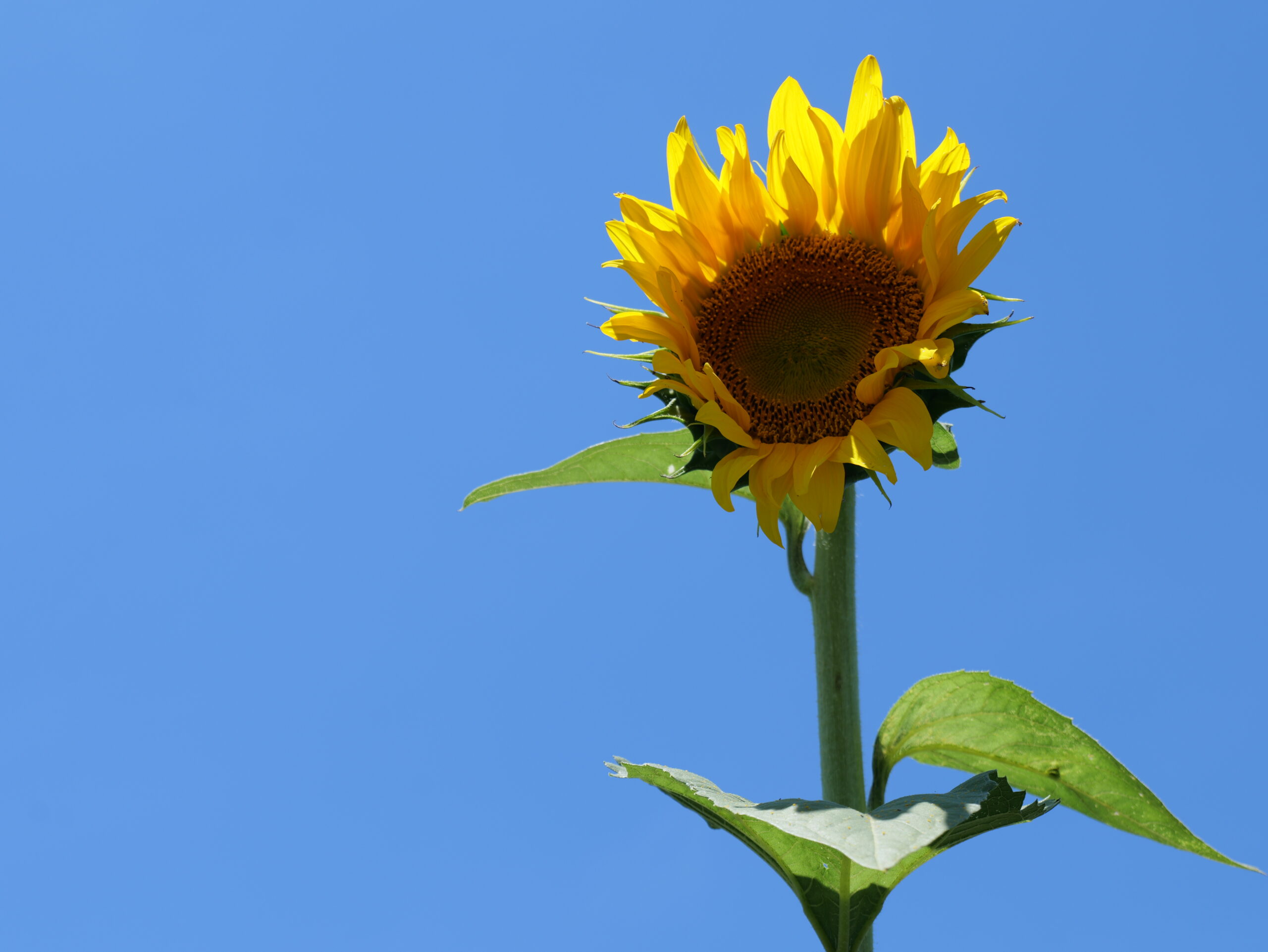 一輪のひまわりと青空の写真