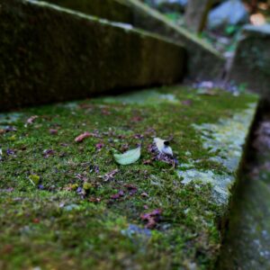 神社の厳かな雰囲気の階段の写真