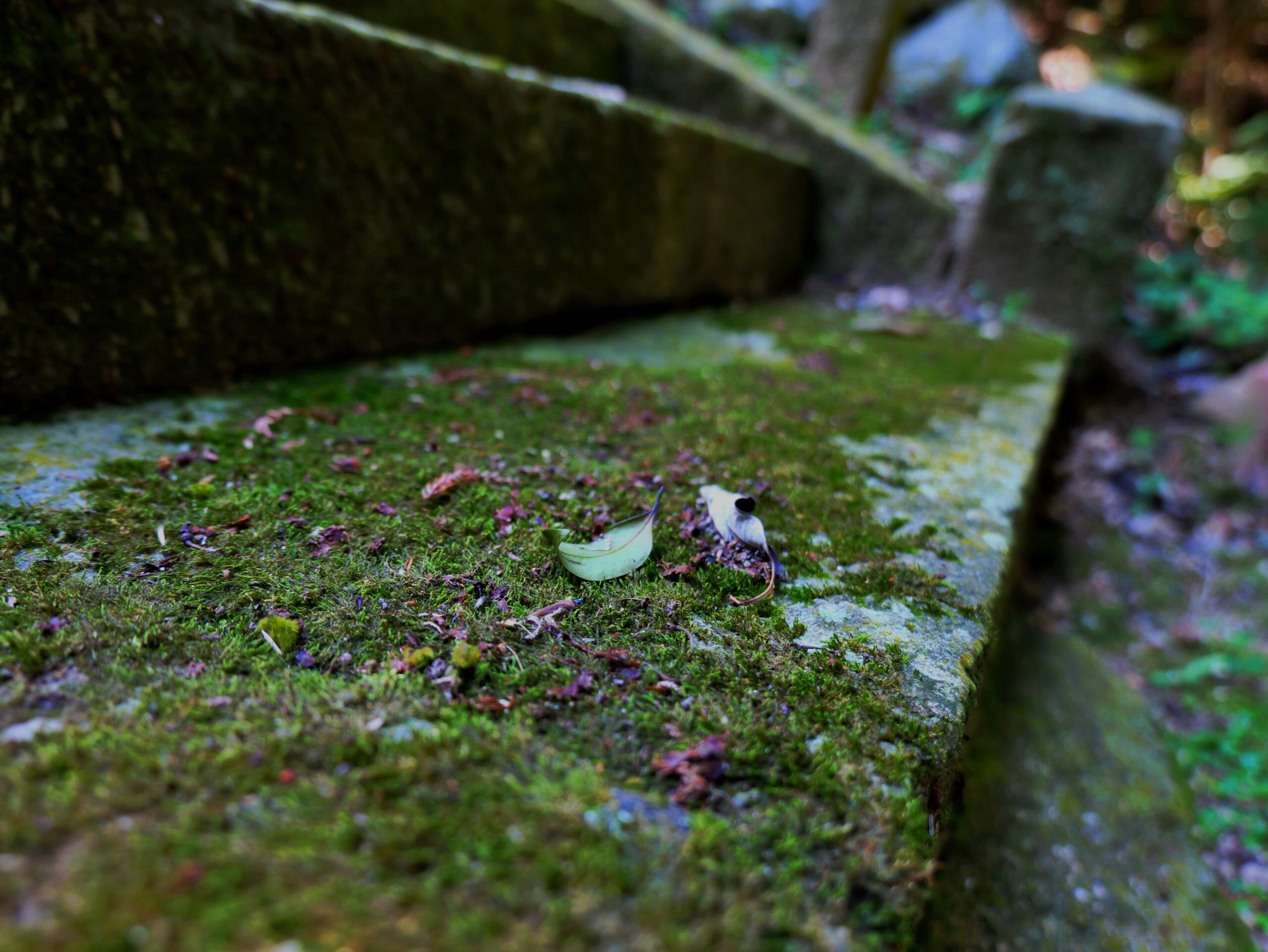 神社の厳かな雰囲気の階段の写真