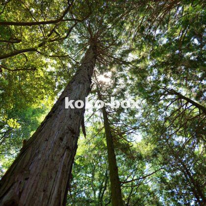 青空に伸びる大きな杉と緑の葉が綺麗な縦写真