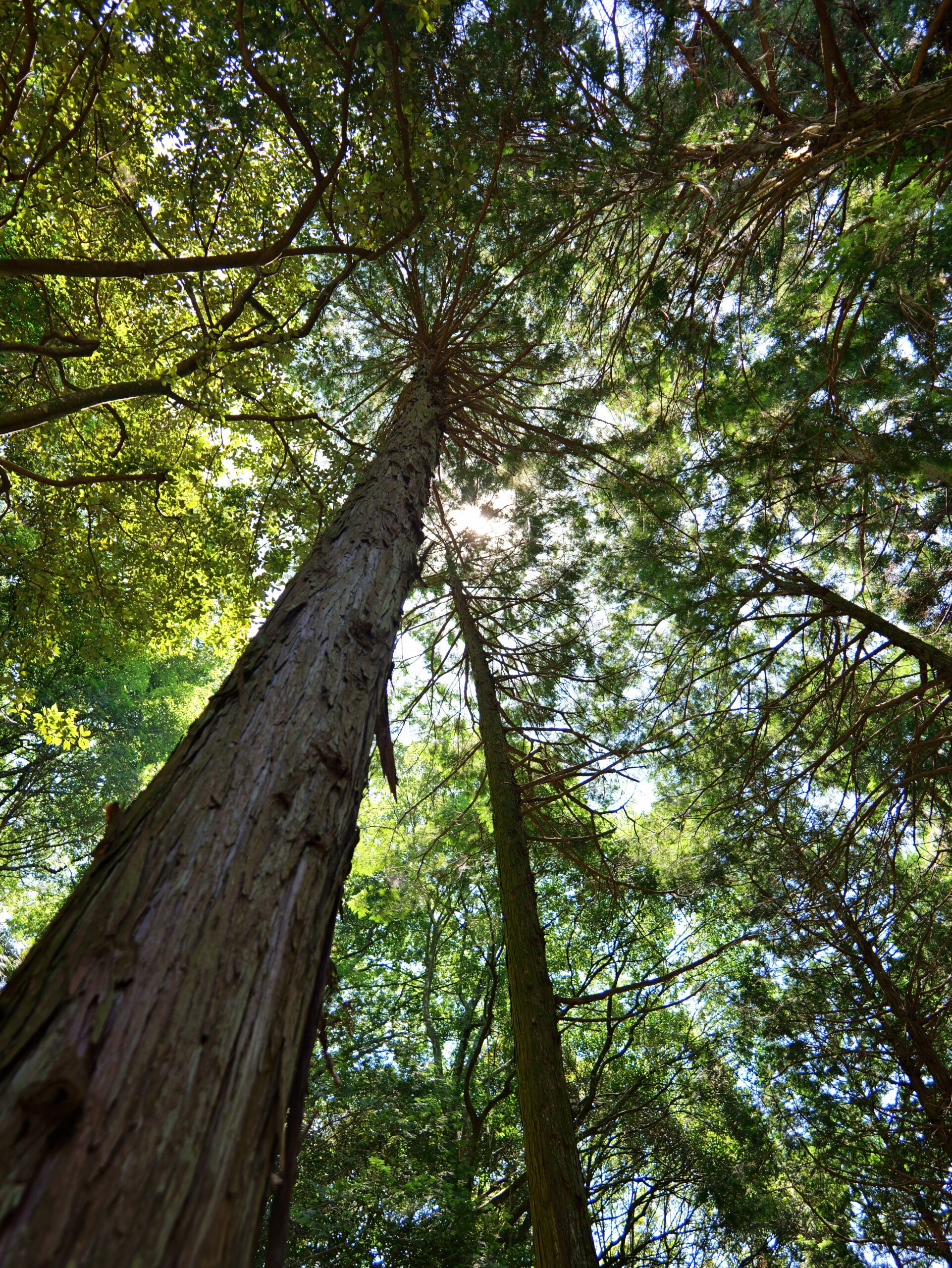 青空に伸びる大きな杉と緑の葉が綺麗な縦写真