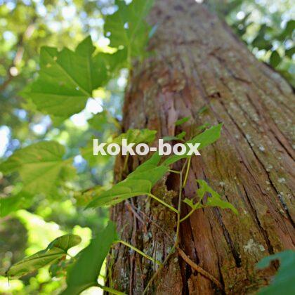 大きな立派な杉にツタが絡まる縦写真