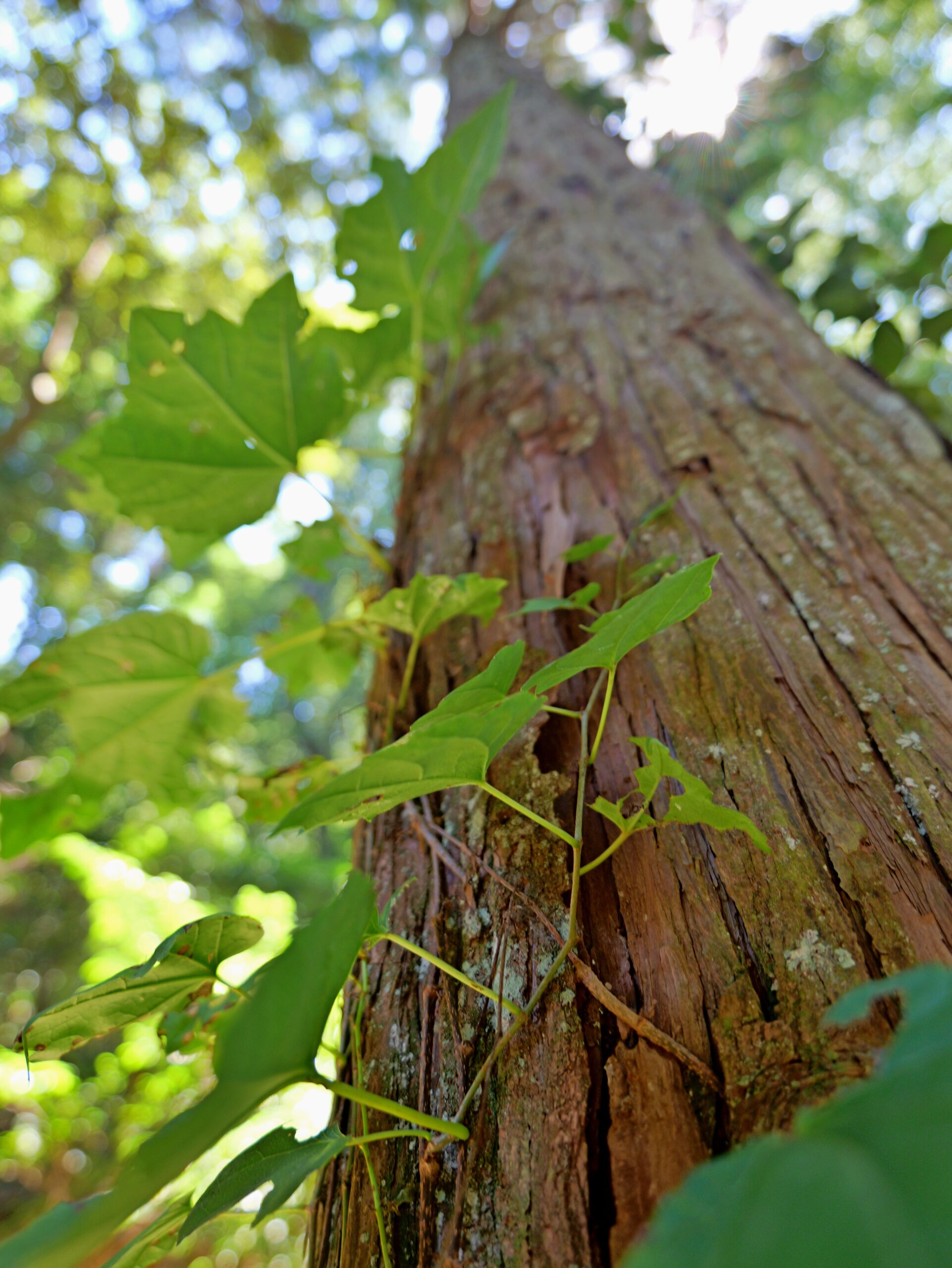 大きな立派な杉にツタが絡まる縦写真