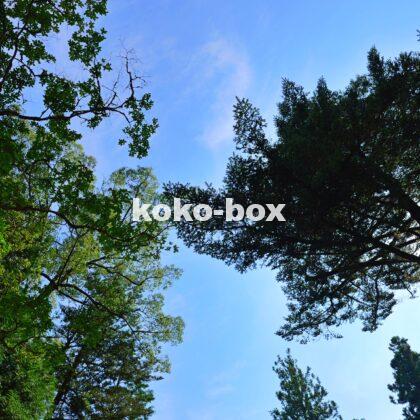 木々と青空のコントラストが綺麗な縦写真