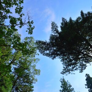 木々と青空のコントラストが綺麗な縦写真