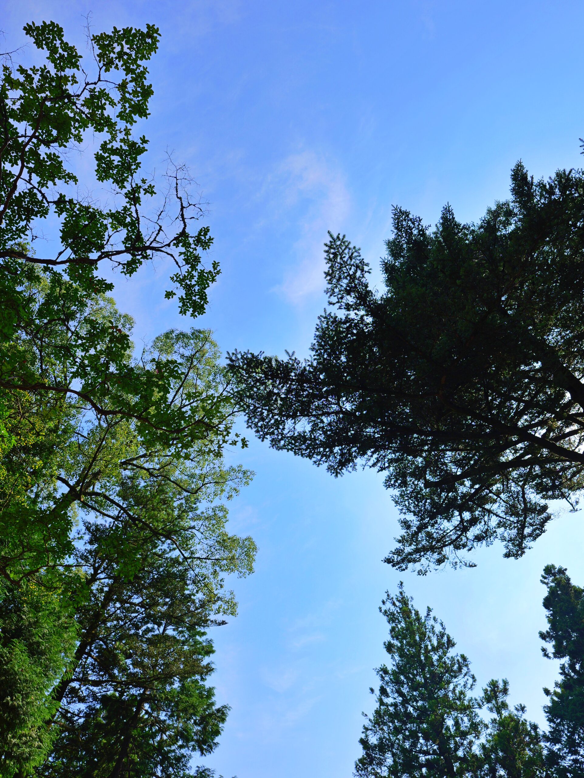 木々と青空のコントラストが綺麗な縦写真