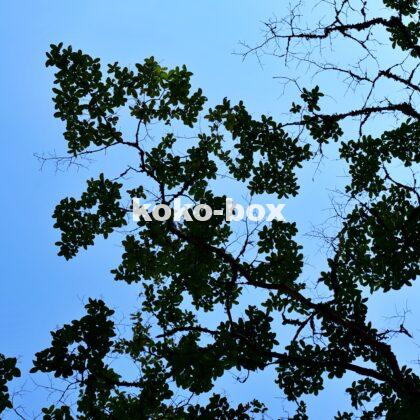 空と枝葉のコントラストが綺麗な写真