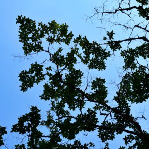 空と枝葉のコントラストが綺麗な写真