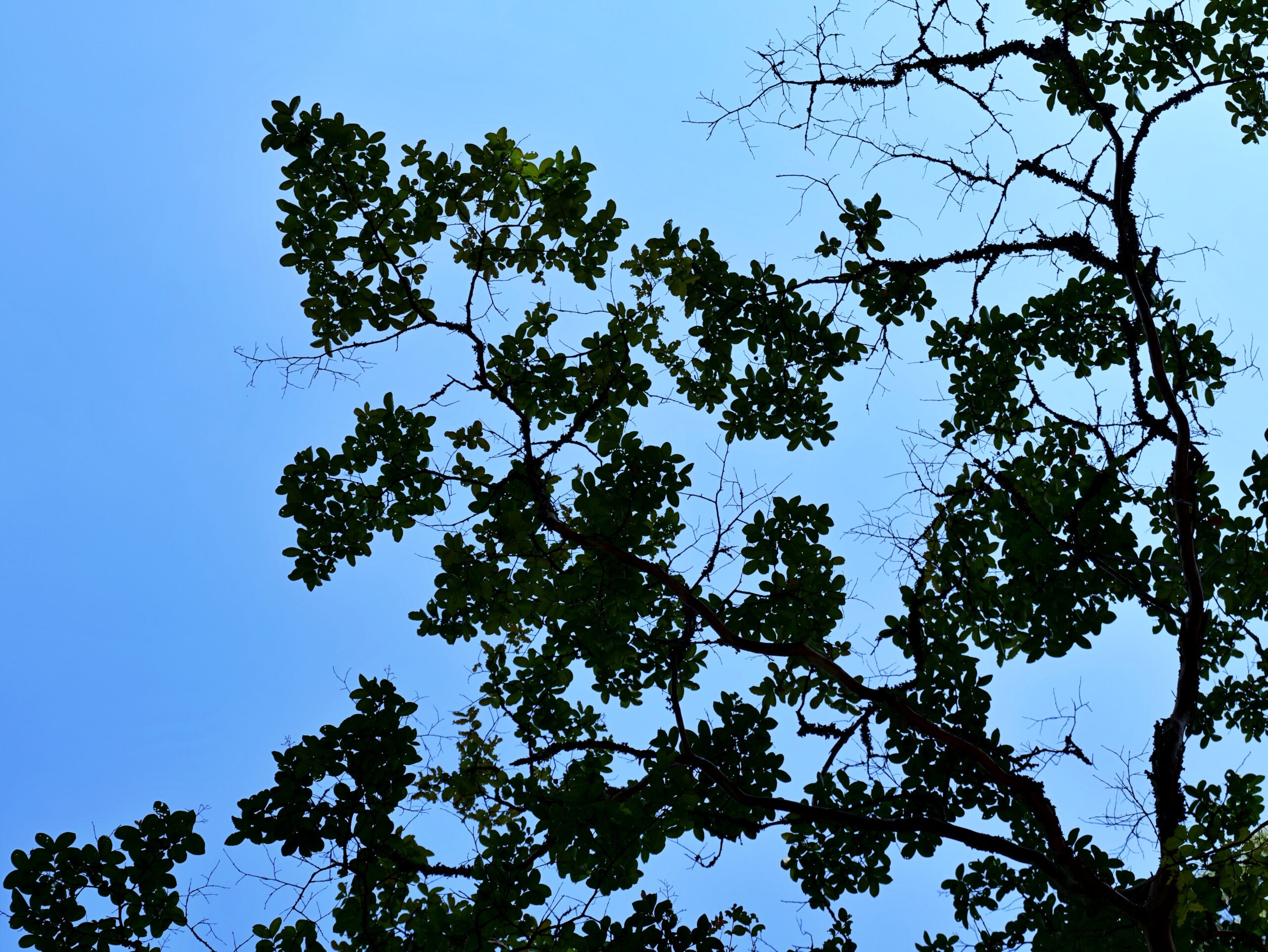 空と枝葉のコントラストが綺麗な写真