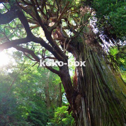 とある神社の巨大な杉のご神木の縦写真