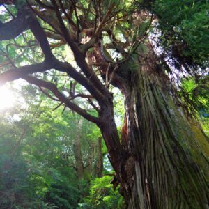 とある神社の巨大な杉のご神木の縦写真