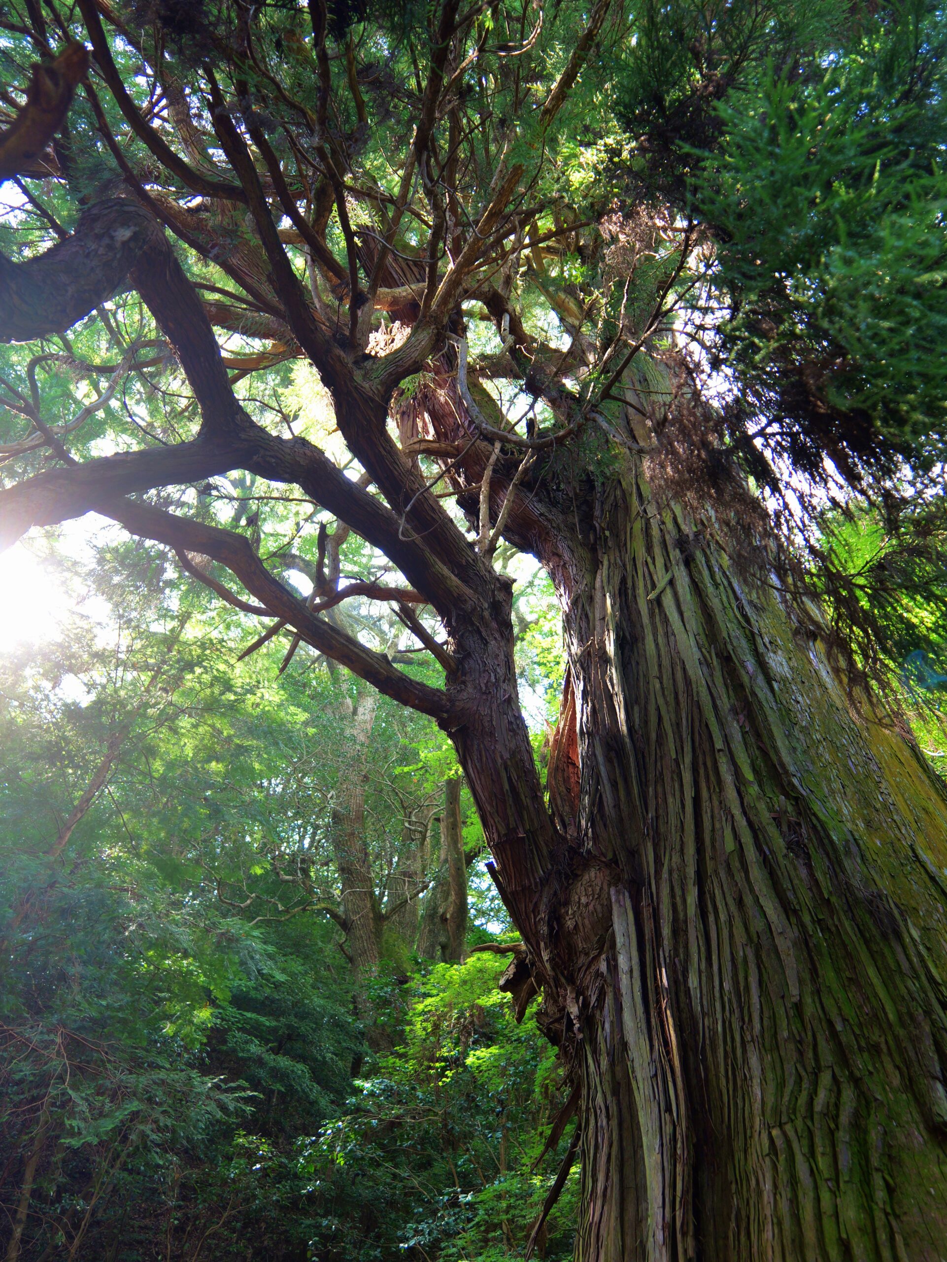 とある神社の巨大な杉のご神木の縦写真