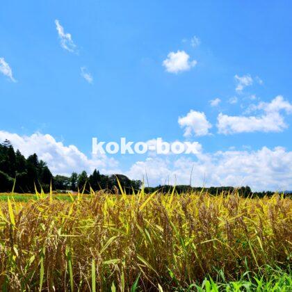 青空と稲穂が綺麗な田舎の風景の写真