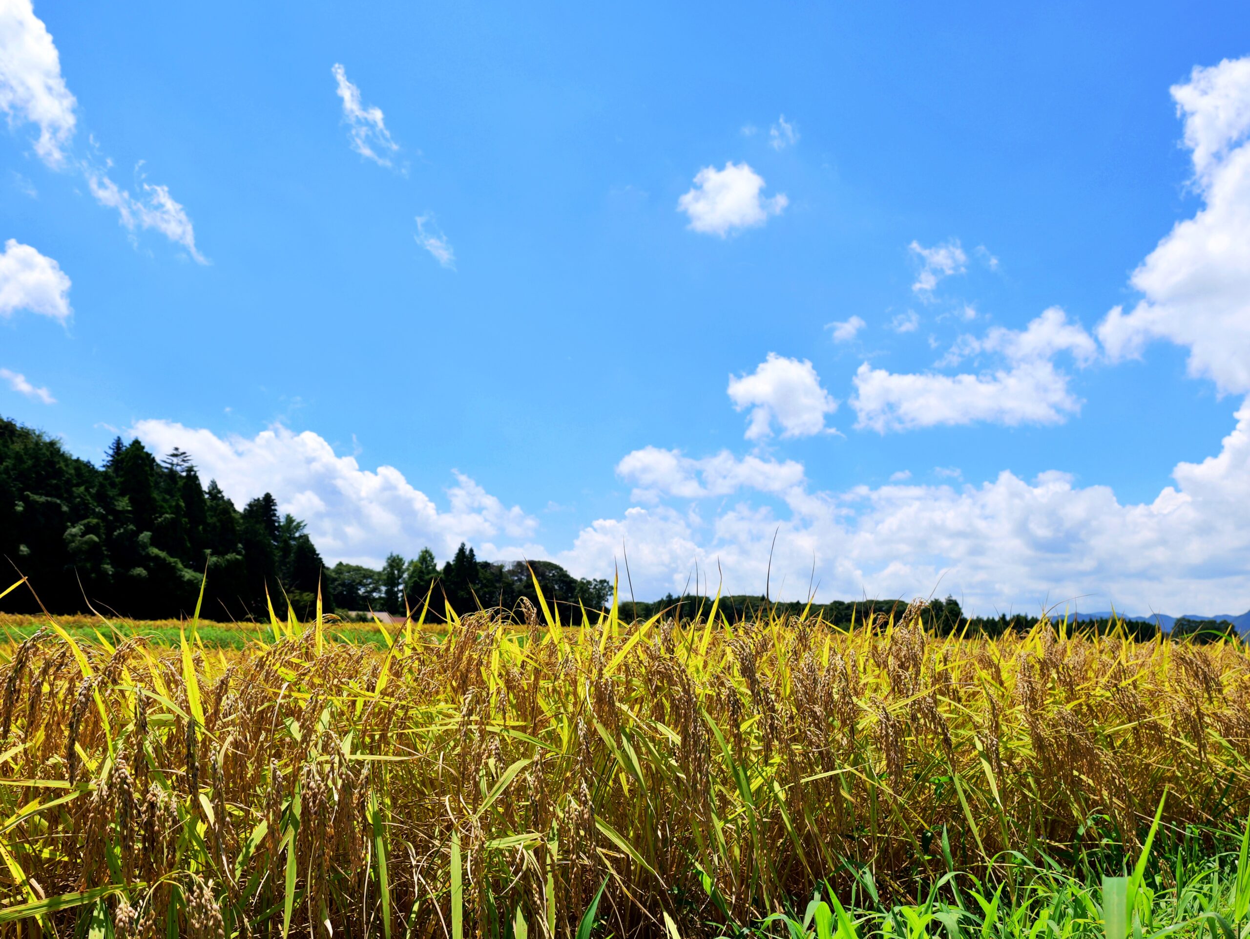 青空と稲穂が綺麗な田舎の風景の写真