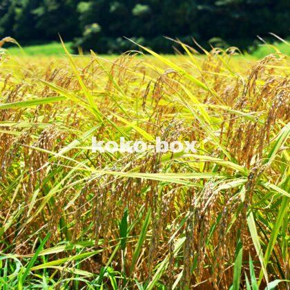 稲穂が綺麗な田舎の風景の写真