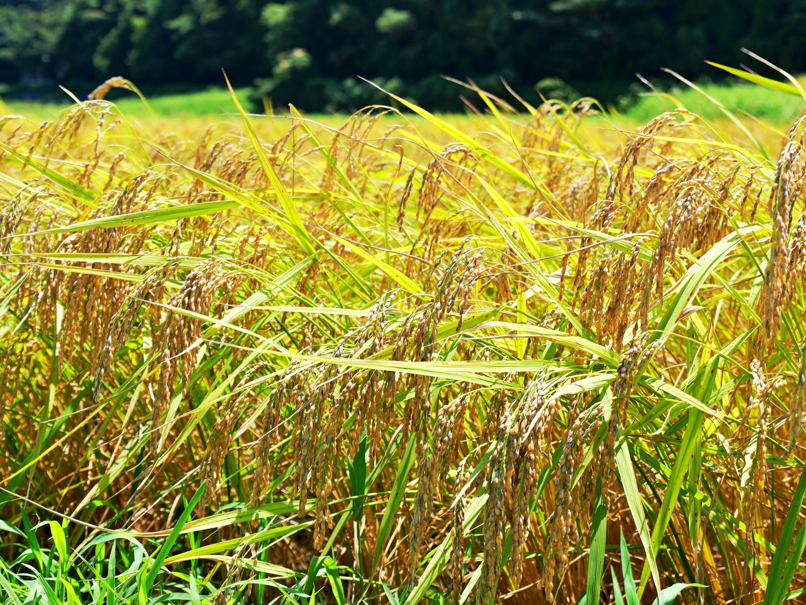 稲穂が綺麗な田舎の風景の写真