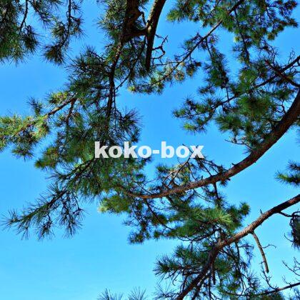 青空のグラデーションと松の葉が綺麗な縦写真