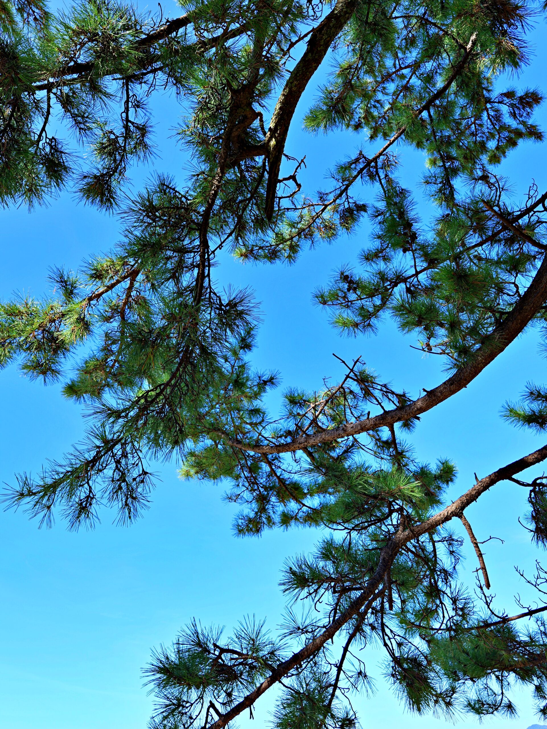 青空のグラデーションと松の葉が綺麗な縦写真