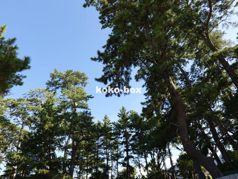青空のグラデーションと松が綺麗な写真