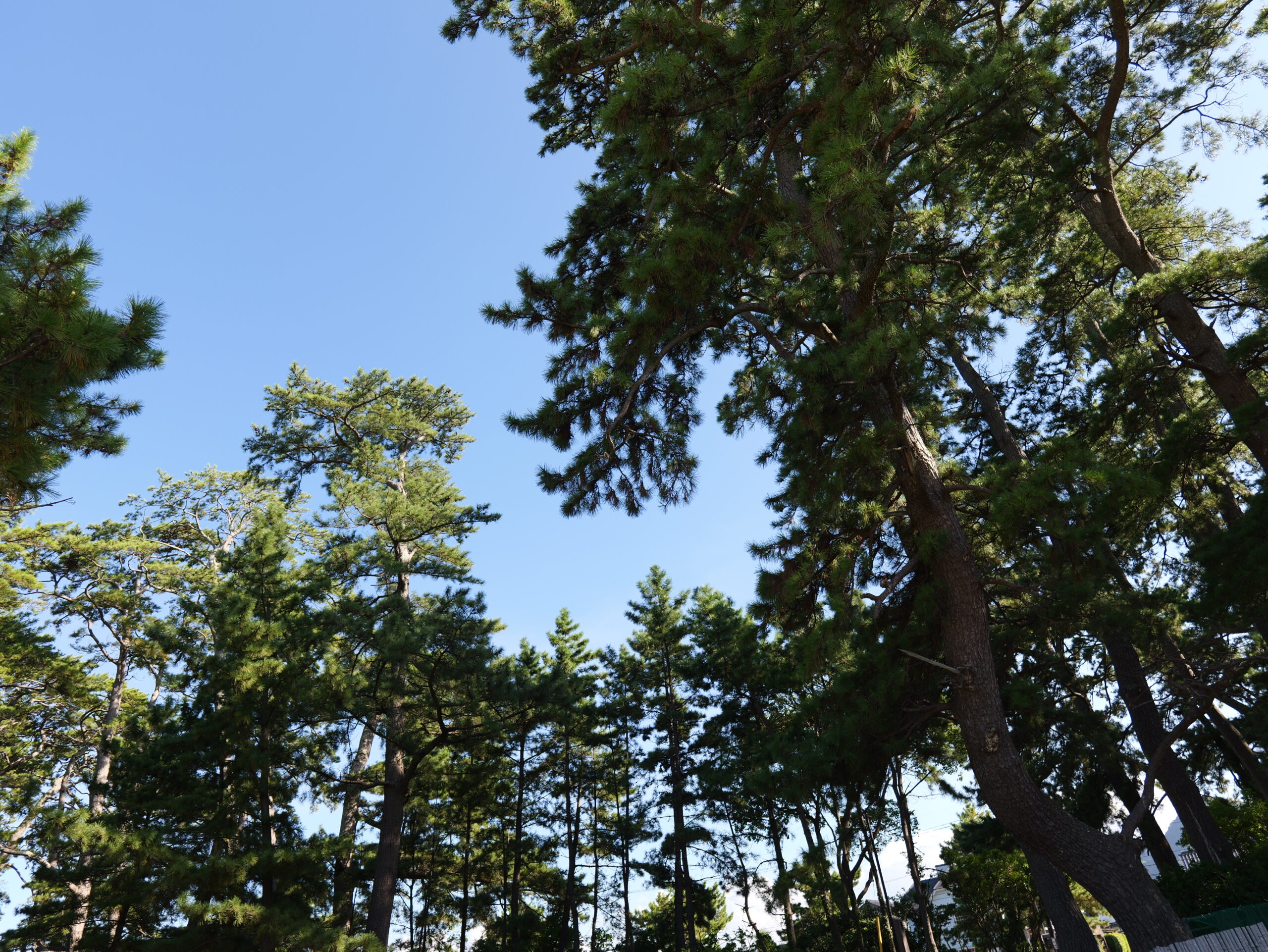 青空のグラデーションと松が綺麗な写真