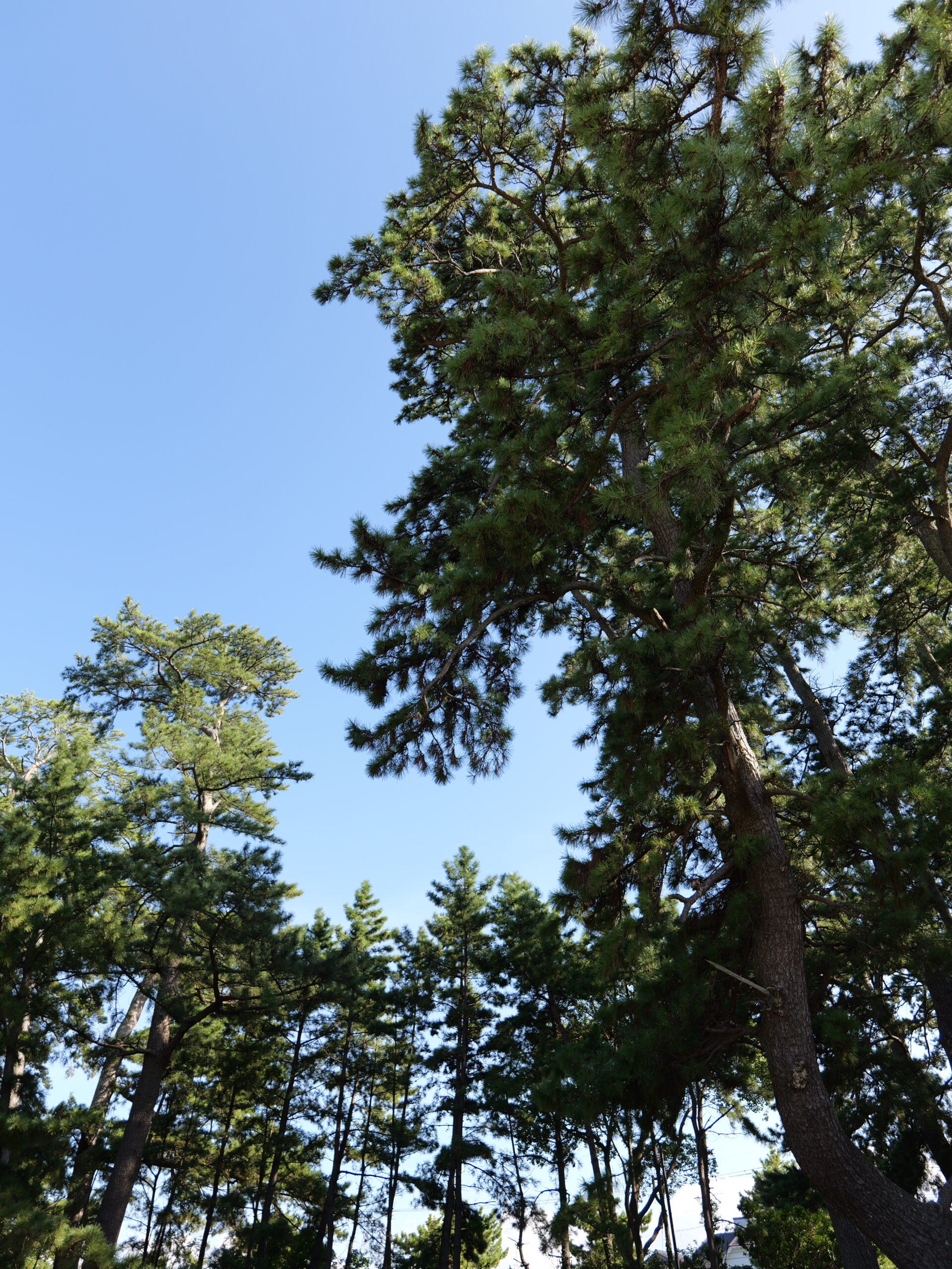 青空のグラデーションと松が綺麗な縦写真