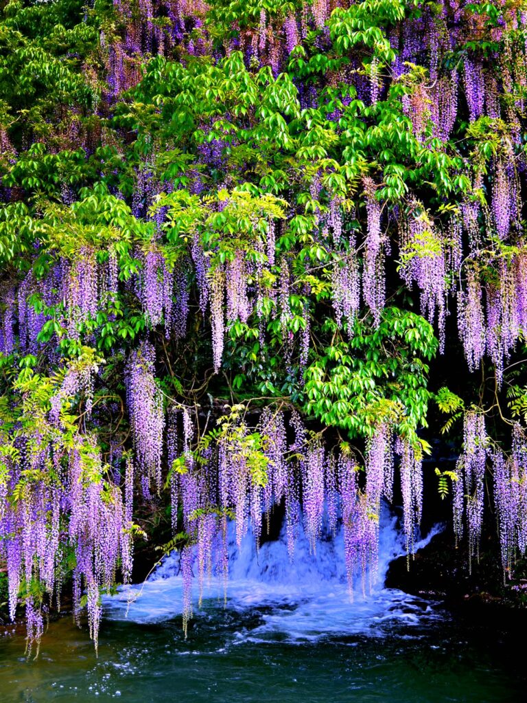 渓流に降り注ぐ藤の花 幻想的 縦位置 写真素材