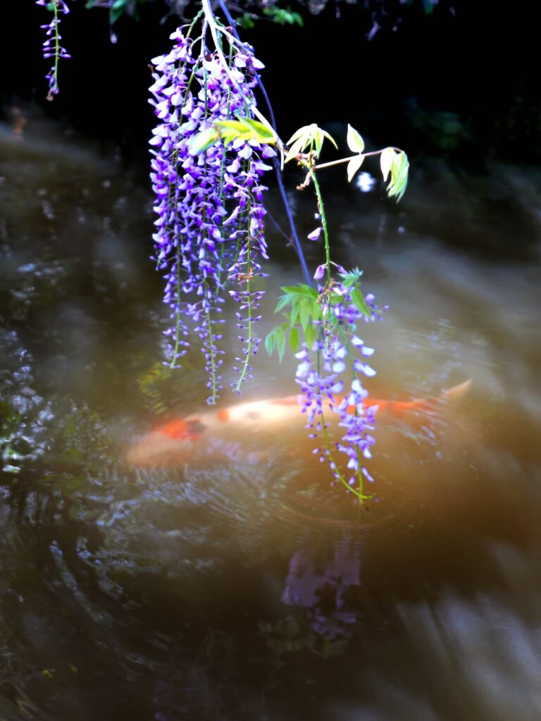 藤の花垂れる和風池の錦鯉 縦位置写真素材