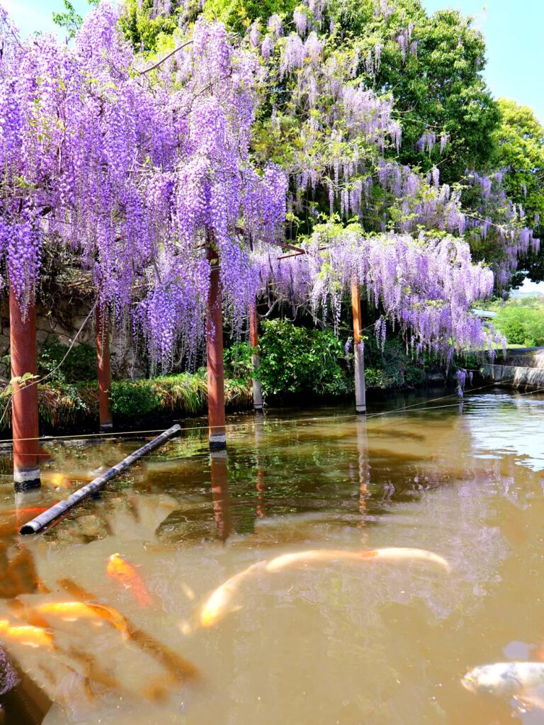 満開の藤棚と池を泳ぐ錦鯉 縦位置写真素材