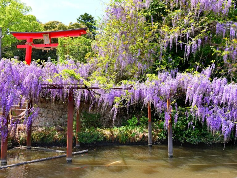 満開の藤棚と赤い鳥居の絶景 横位置 写真素材
