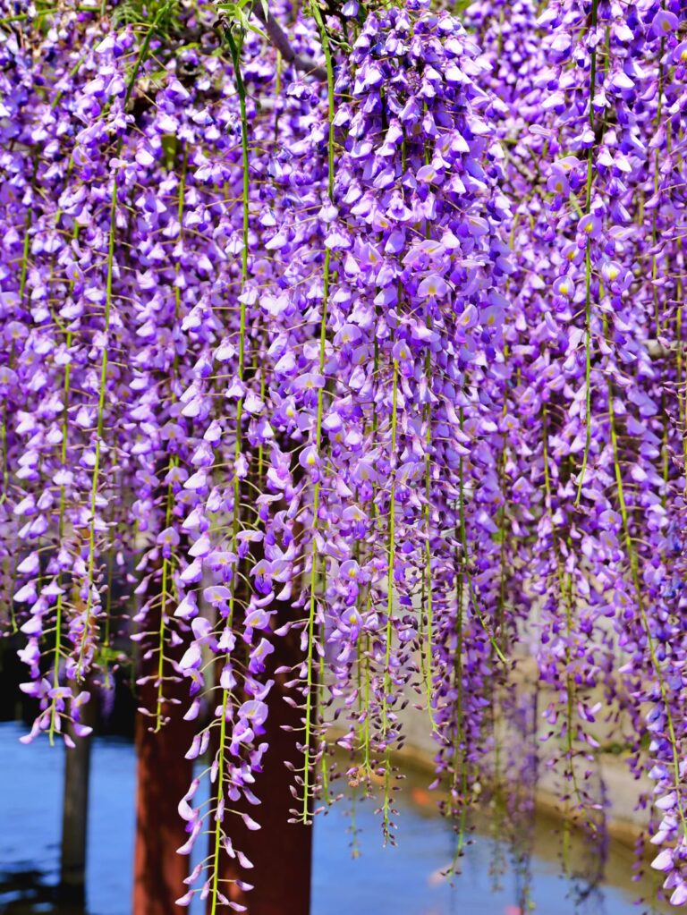 満開の藤の花 降り注ぐ紫のカーテン 縦位置写真素材