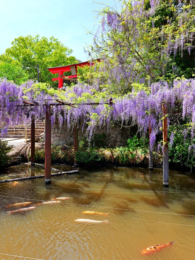 満開の藤棚と鯉泳ぐ池 縦位置写真素材