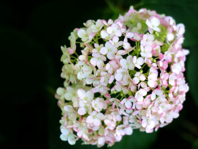 白とピンクの紫陽花 可憐な接写 横位置 写真素材