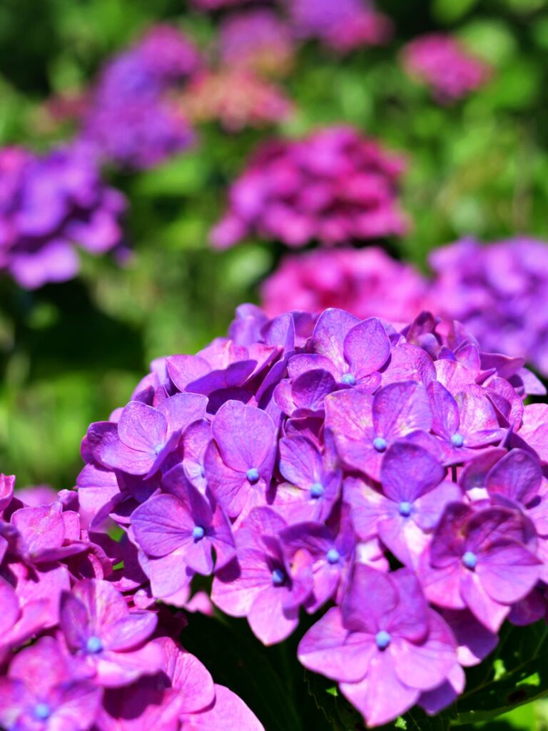 満開の紫陽花と鮮やかな緑の庭園 縦位置写真素材