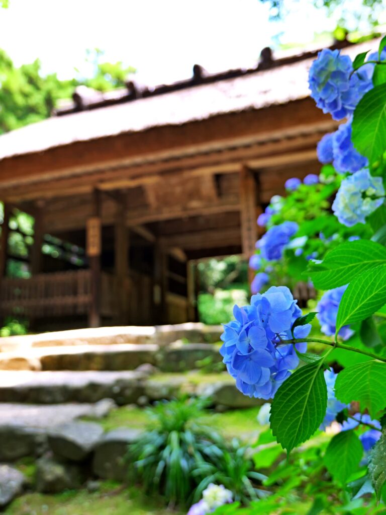 梅雨に咲く茅葺き屋根と紫陽花 縦位置写真素材