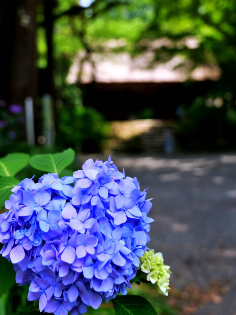 初夏を彩る鮮やかな青紫のアジサイ 縦位置写真素材
