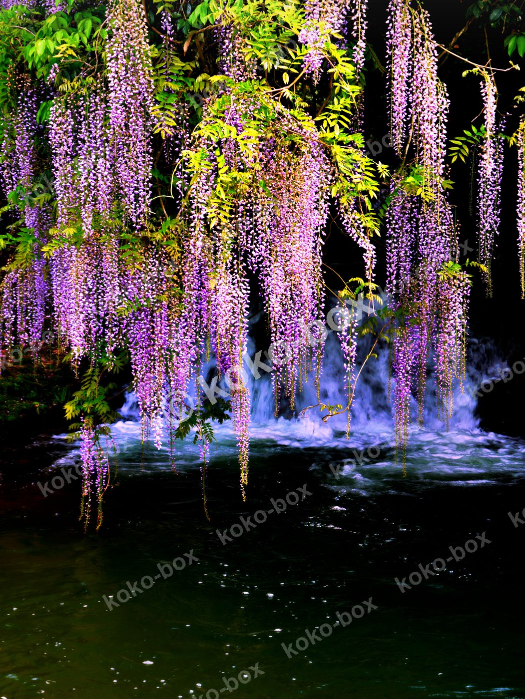幻想的な紫の藤と滝 縦位置 写真素材
