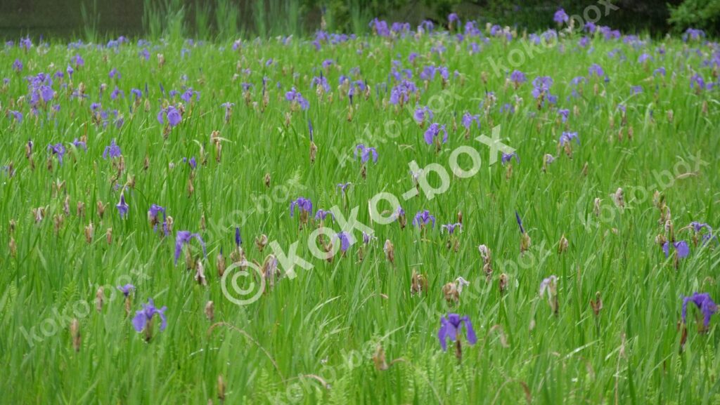 雨上がりの水滴が美しい紫色のカキツバタ群生写真素材