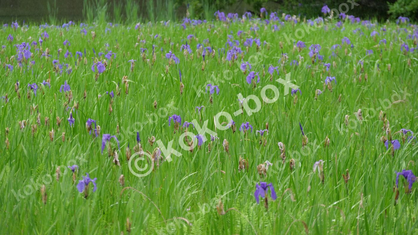 雨上がりの水滴が美しい紫色のカキツバタ群生写真素材
