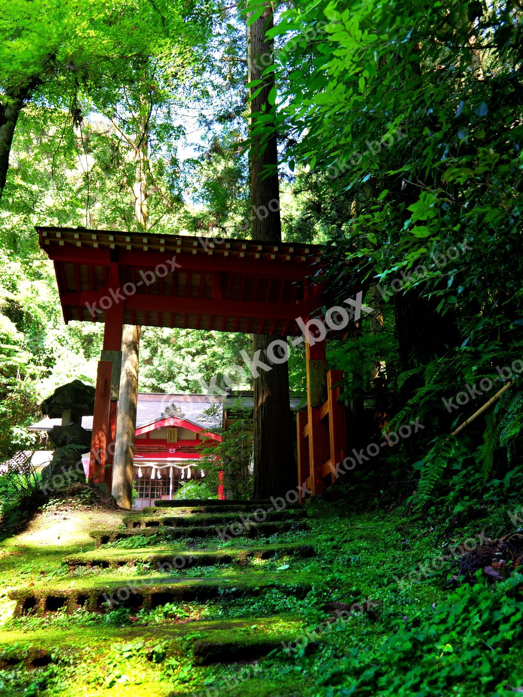 苔むした石段と鳥居のある新緑の神社 縦位置写真素材