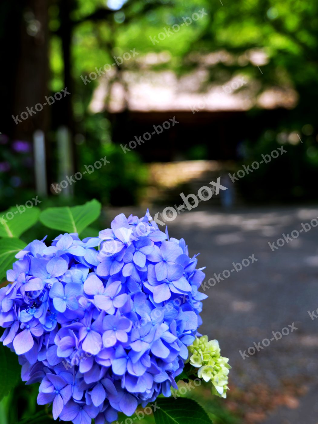 初夏を彩る鮮やかな青紫のアジサイ 縦位置写真素材
