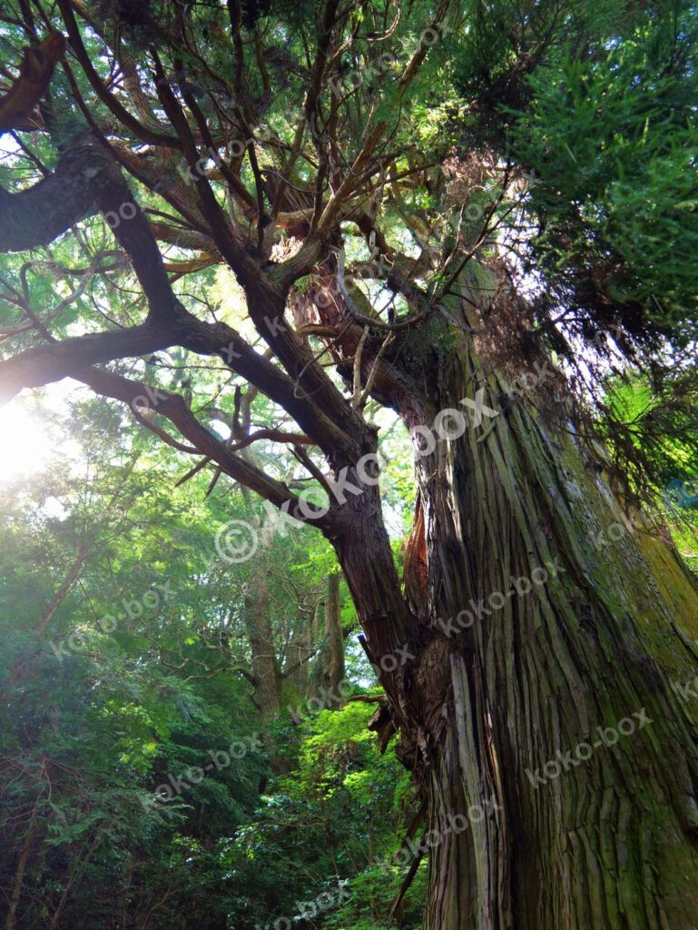 神社の巨大な杉のご神木 縦位置写真素材